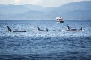 West Canada BC Victoria orka groep in zee met whale watching boot