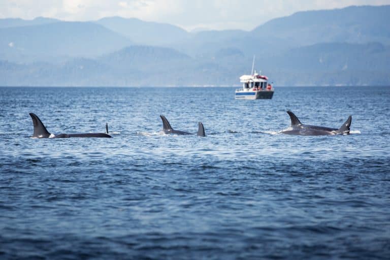 West Canada BC Victoria orka groep in zee met whale watching boot