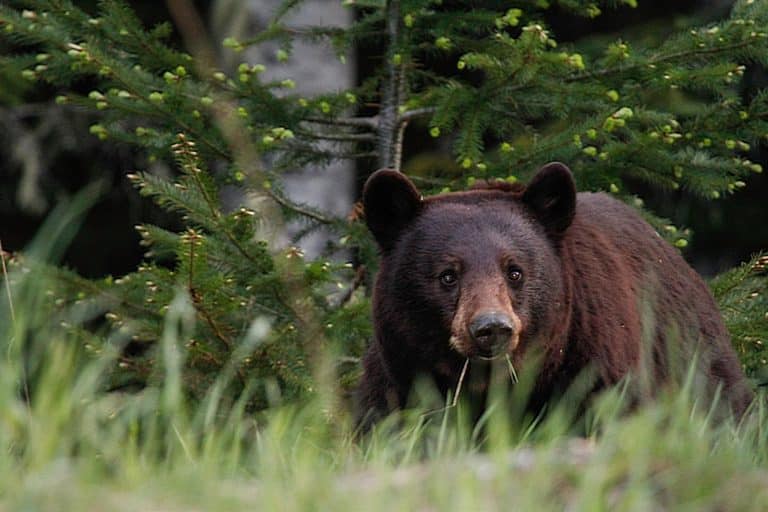 West Canada BC Whistler black bear in forest