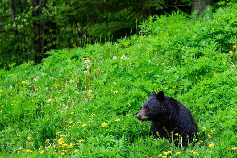 West Canada BC Whistler black bear in wildflowers