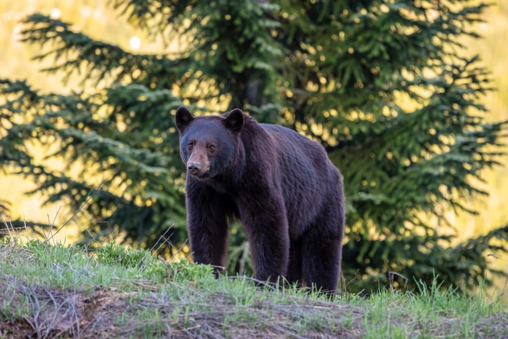 West Canada BC Whistler black bear on hillside with pine trees