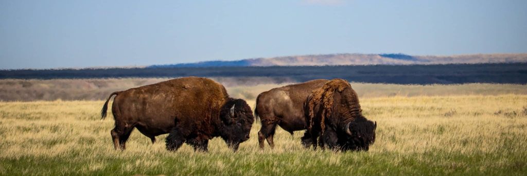 Het onbekende Canada: de Prairies. Grasslands National Park met twee bizons op open prairie in Saskatchewan.