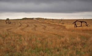 Wanuskewin Heritage Park met bizonsculpturen verspreid over de prairie.